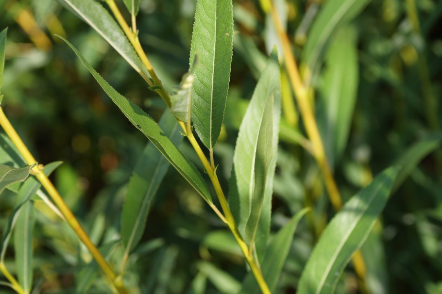 Груша иволистная (Pyrus salicifolia 'pendula')