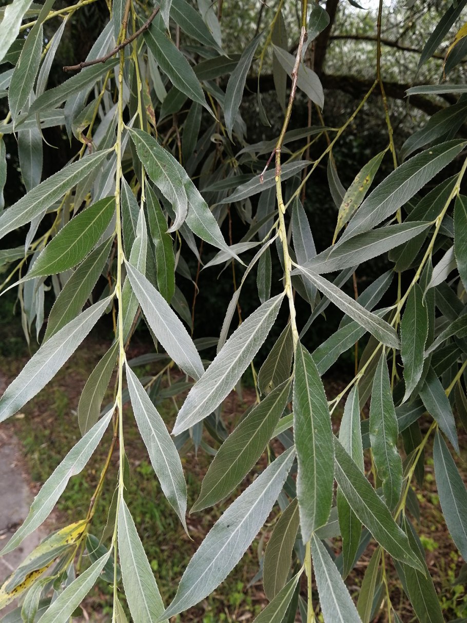 Ива Salix Alba