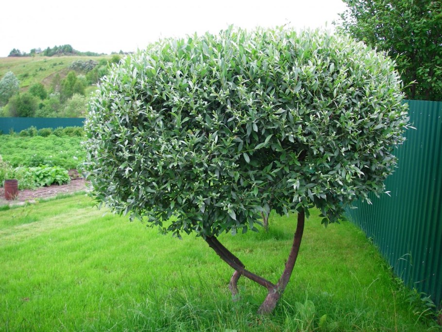 Ива белая (Salix Alba)