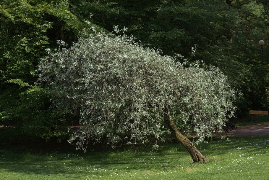 Ива белая (Salix Alba)