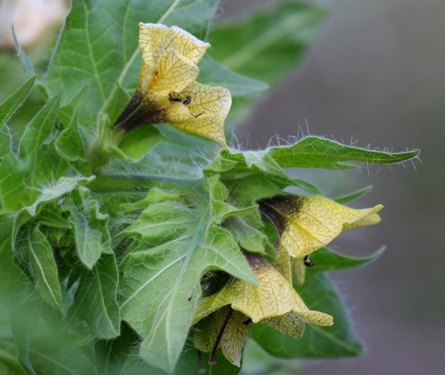 Крапива двудомная шипы