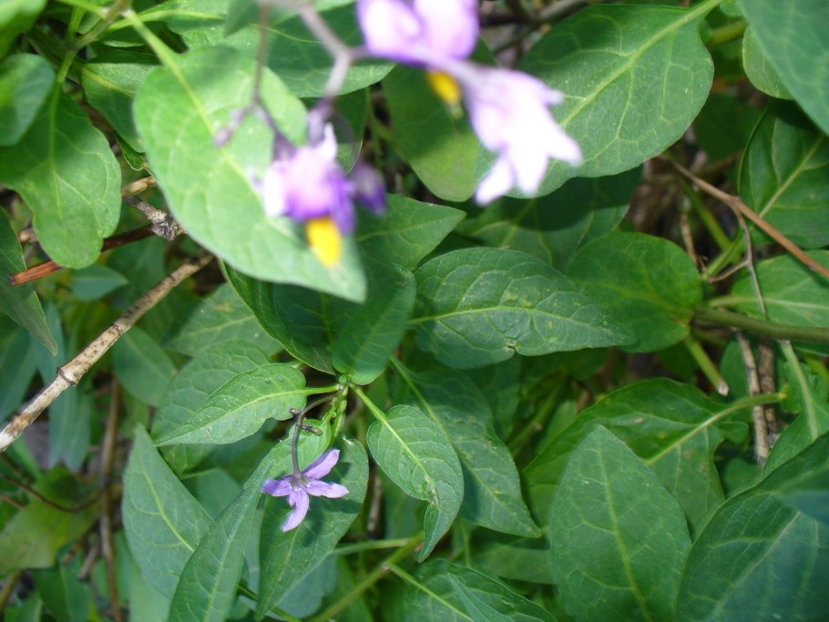 Паслен трава цветок ведьмы