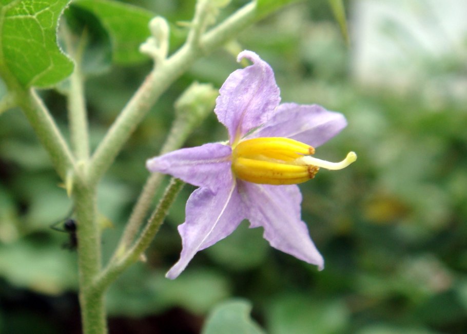 Красавка белена дурман