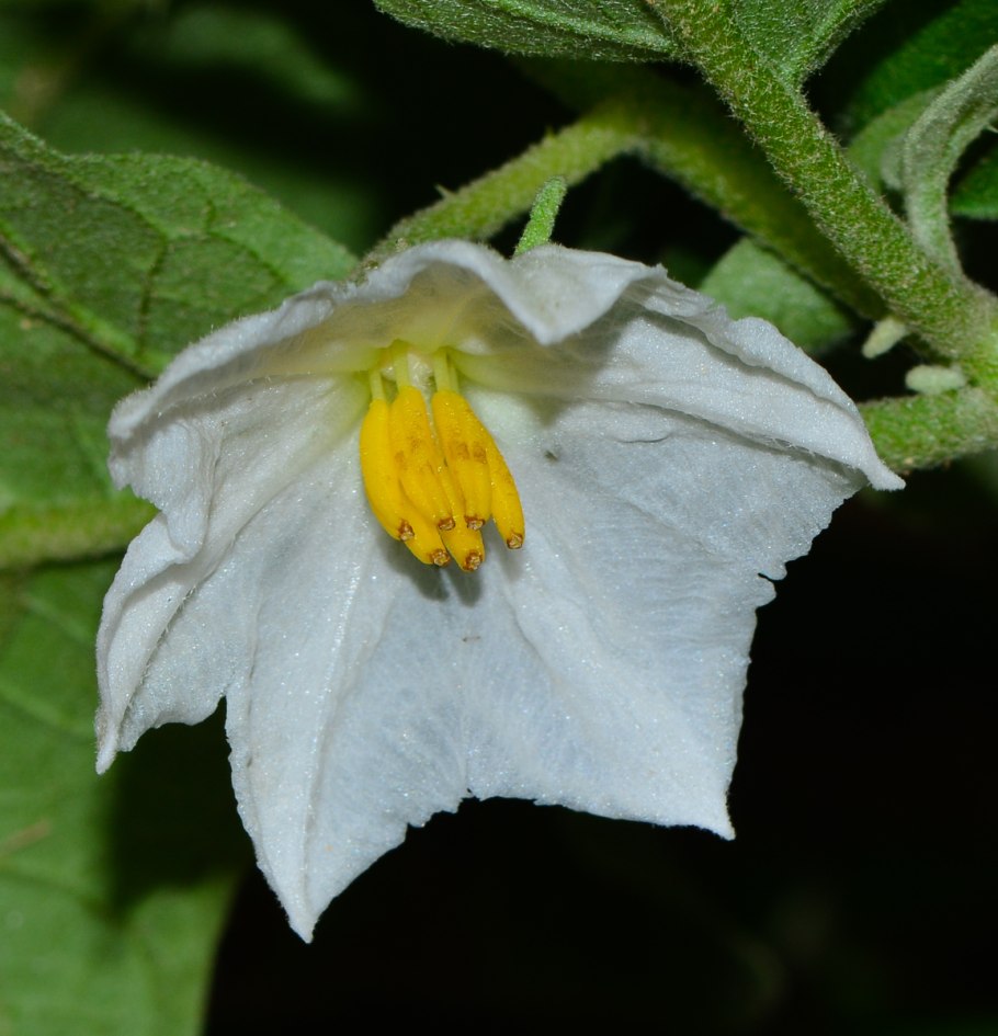 Solanum pseudolulo