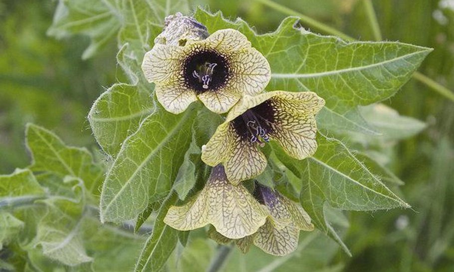 Белена черная (Hyoscýamus Níger)