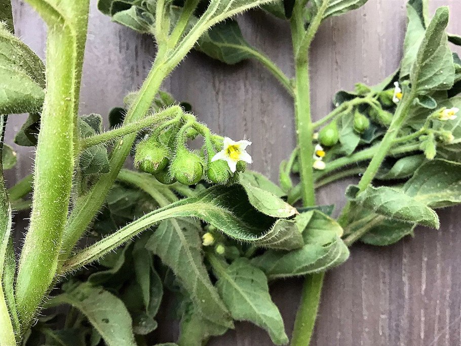 Картофель паслен клубненосный