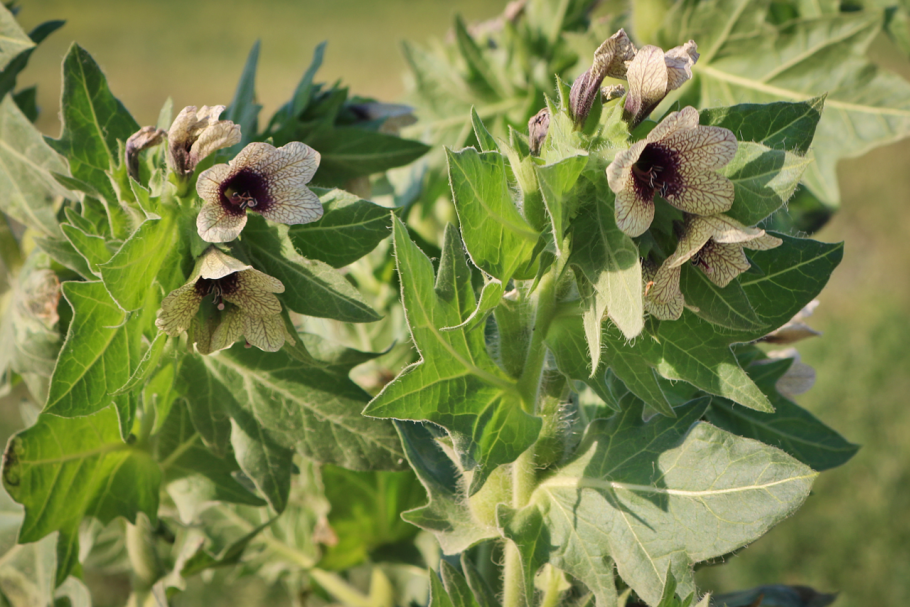 Solanum melongena l.