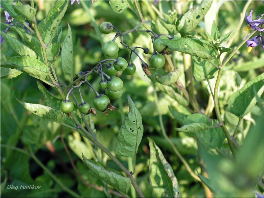 Растение с запахом томата
