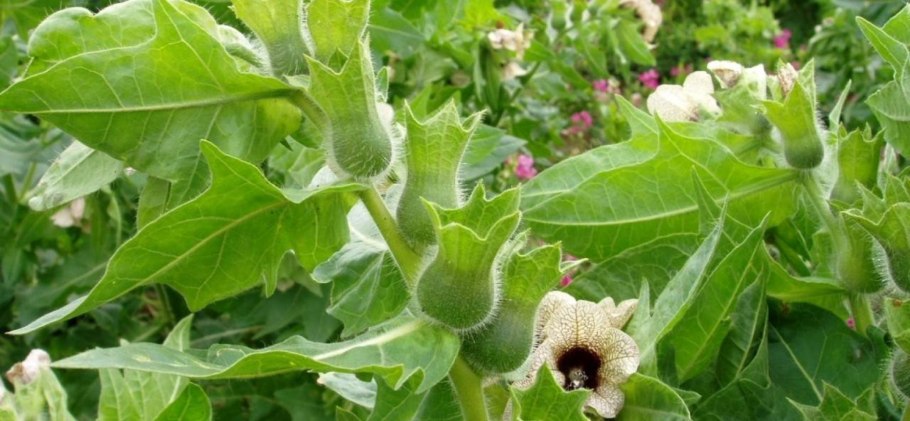 Лиловый паслен