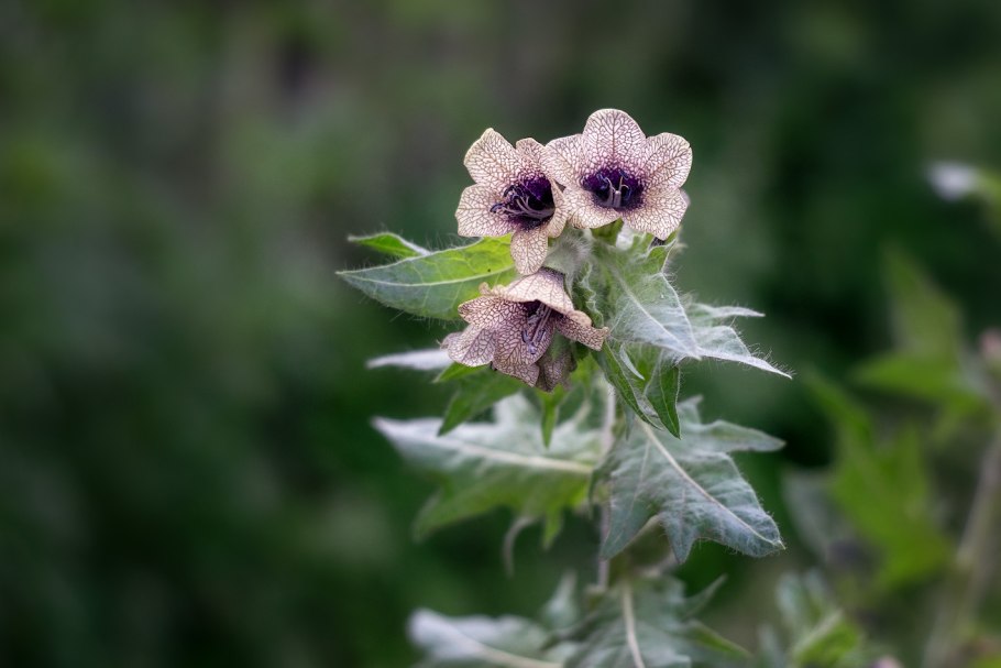 Белена чёрная