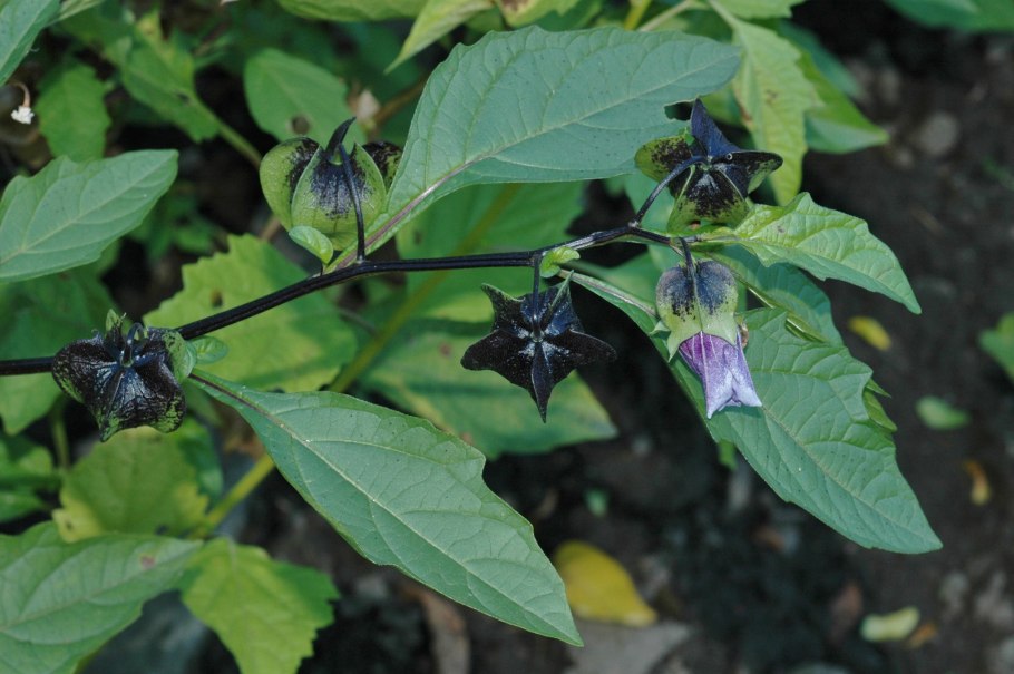 Паслён чёрный plantarium