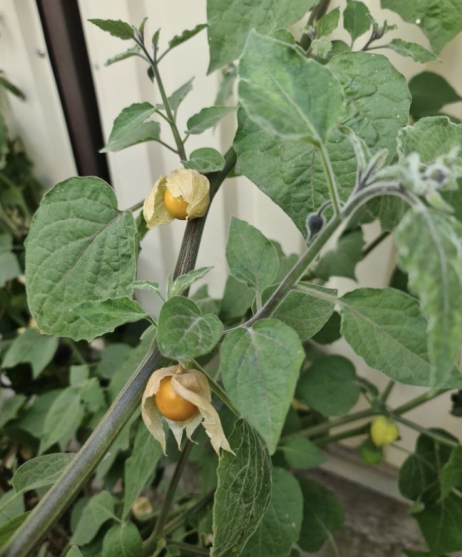 Solanum cheesmaniae
