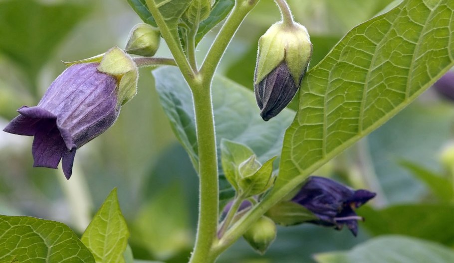 Solanum torvum