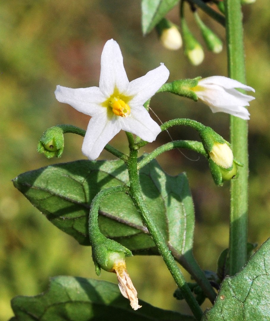 Nicotiana obtusifolia