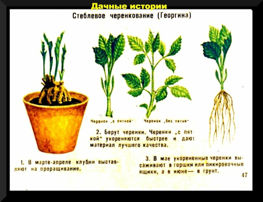 Черенкование георгин