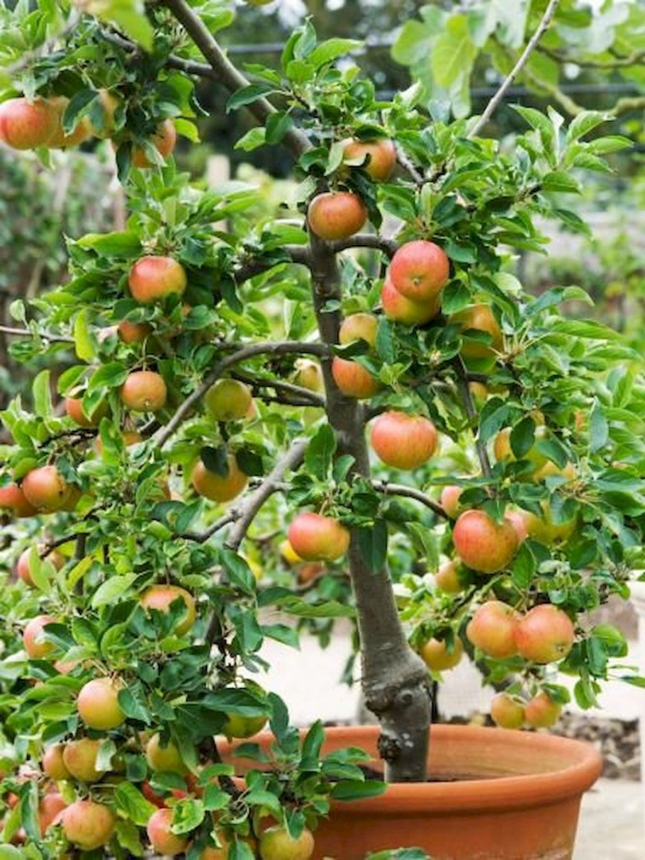 Яблоня колоновидная Останкино