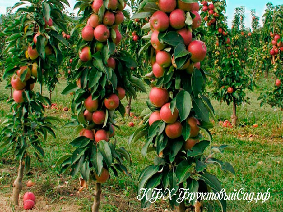 Яблоня колоновидная Медок