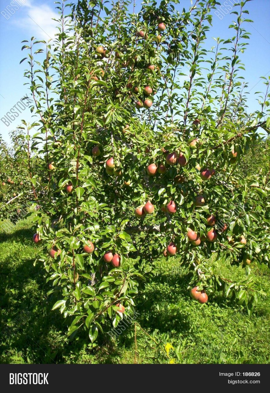 Карликовые плодовые деревья абрикос