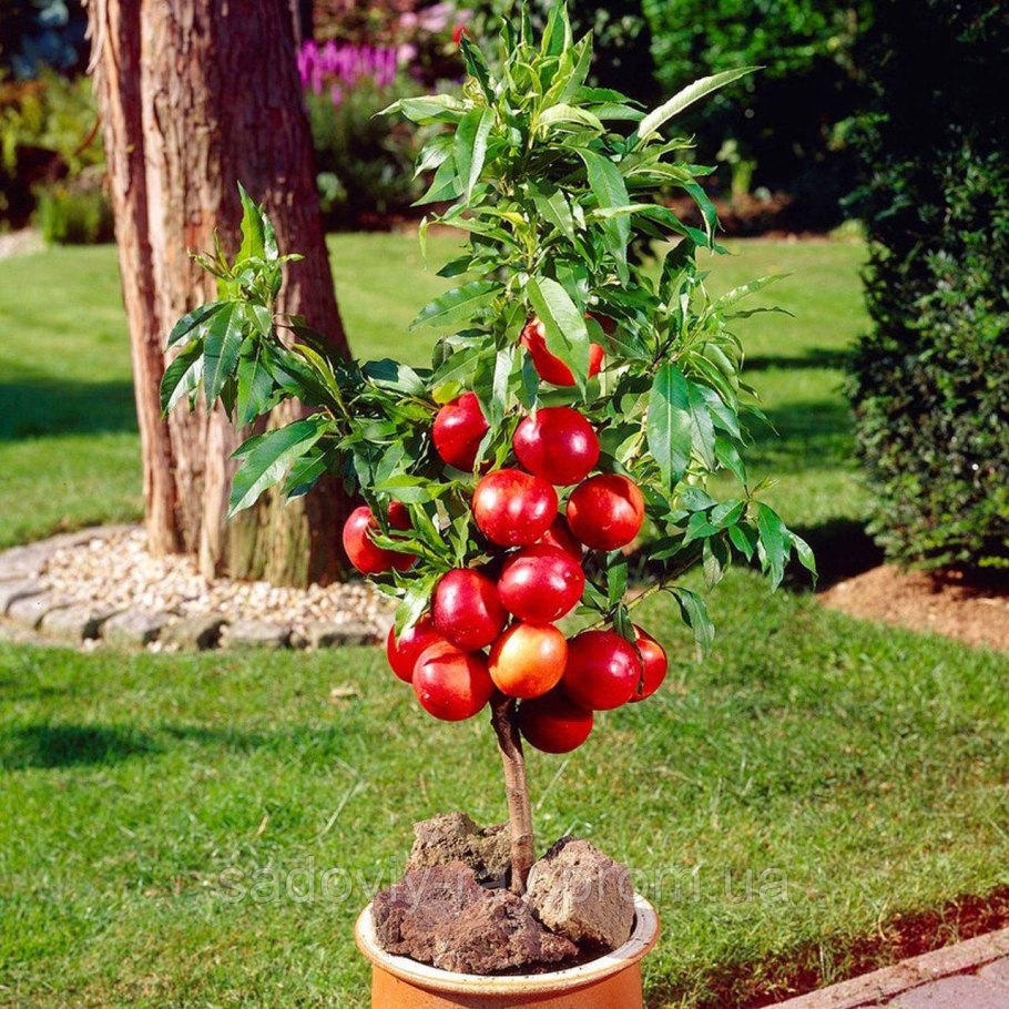 Яблоня Услада дерево