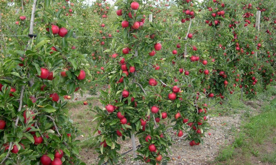 Карликовые плодовые деревья