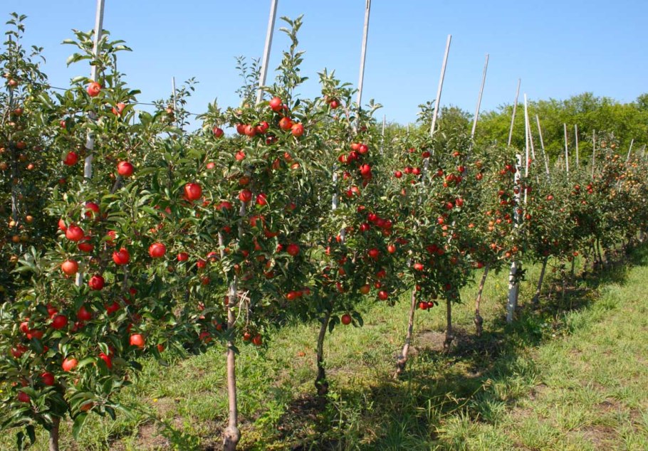 Яблоня карликовая Кроха