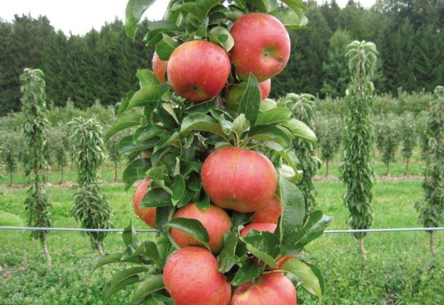 Нектарин в горшке