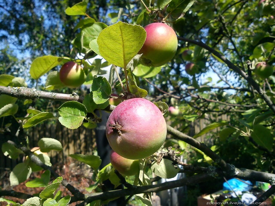 Кристаллы инея