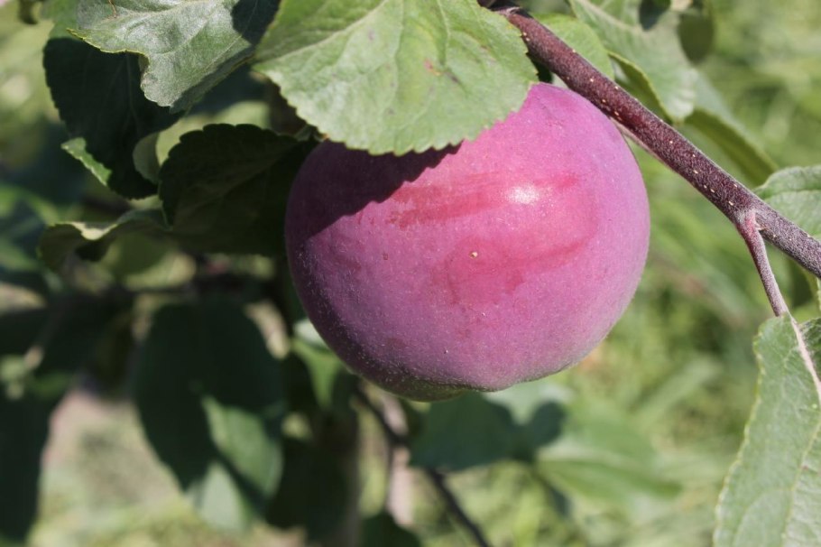 Яблоня красный Апорт