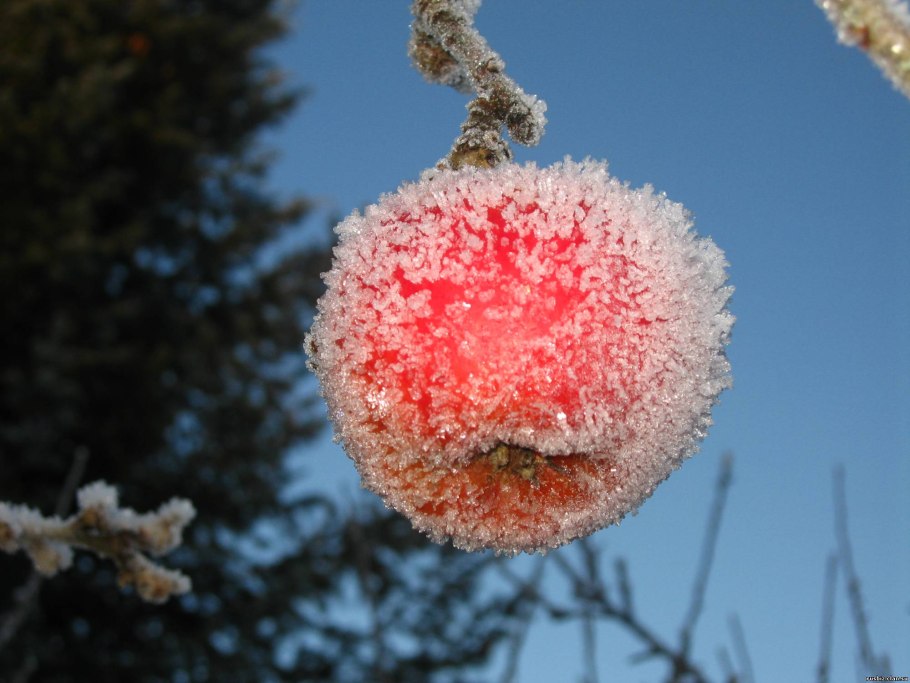 Ягоды во льду