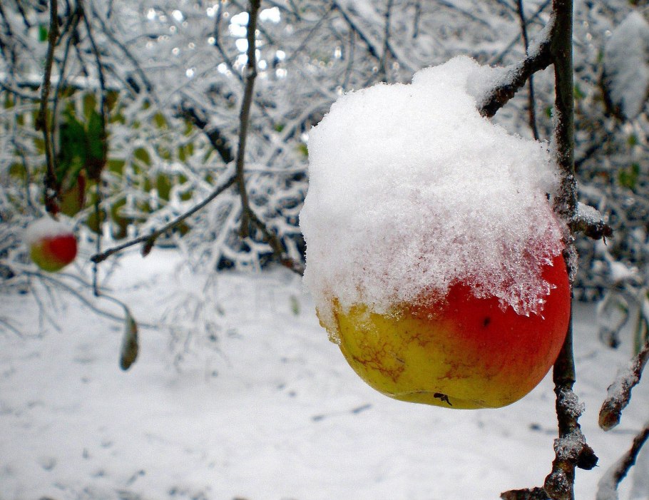 Яблоня зимой