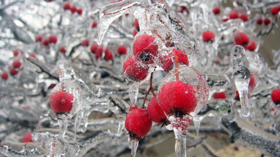 Ягоды в инее