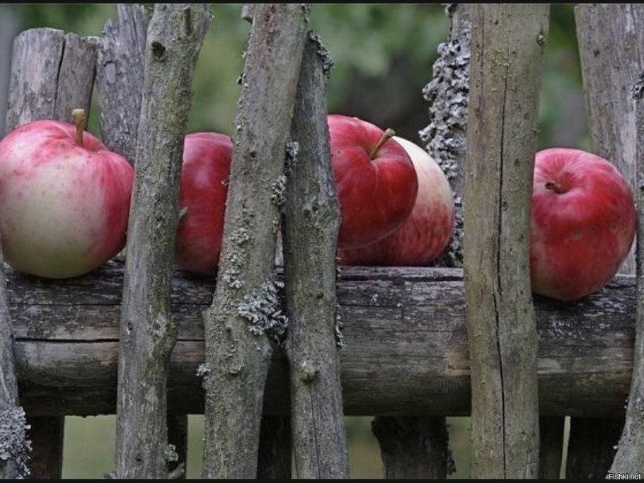 Яблоки в росе