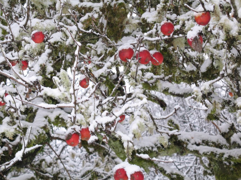 Верхушка яблони