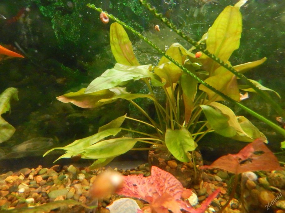 Криптокорина аквариумное растение