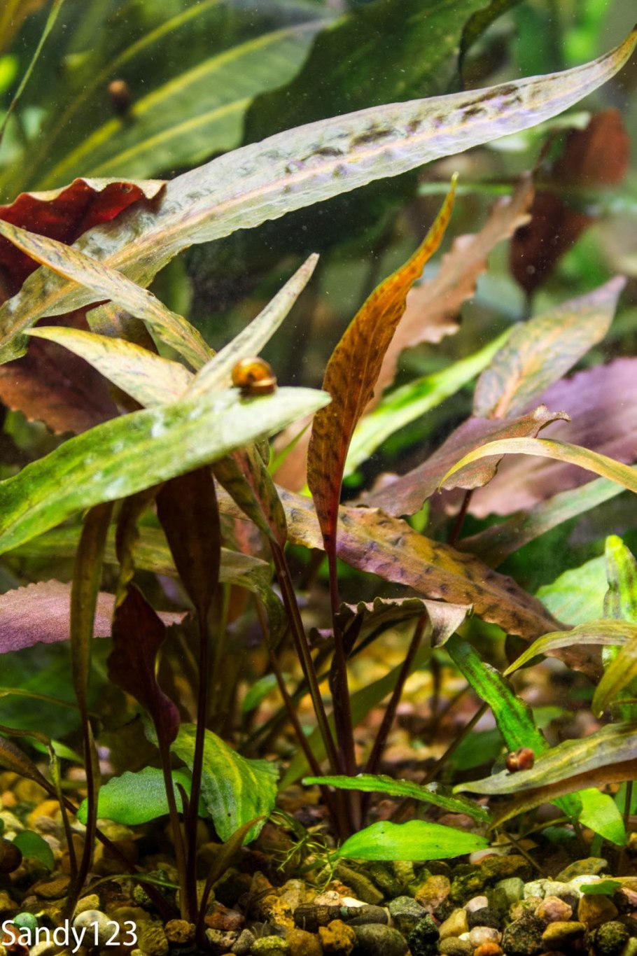 Криптокорина Виндетта