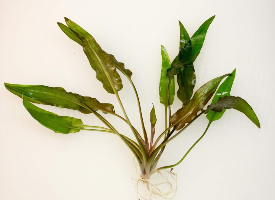 Криптокорина аквариумное