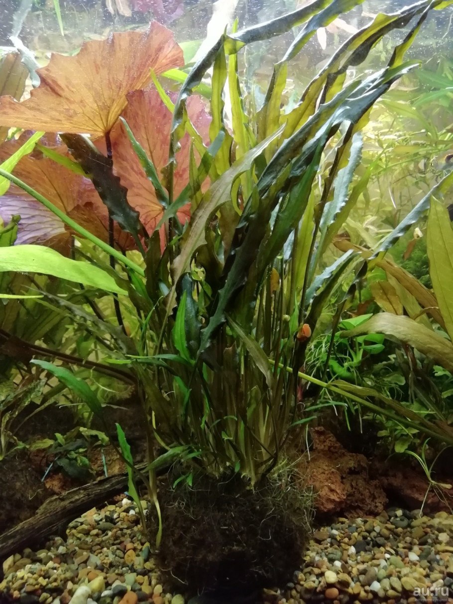 Криптокорина Вендта апоногетонолистная