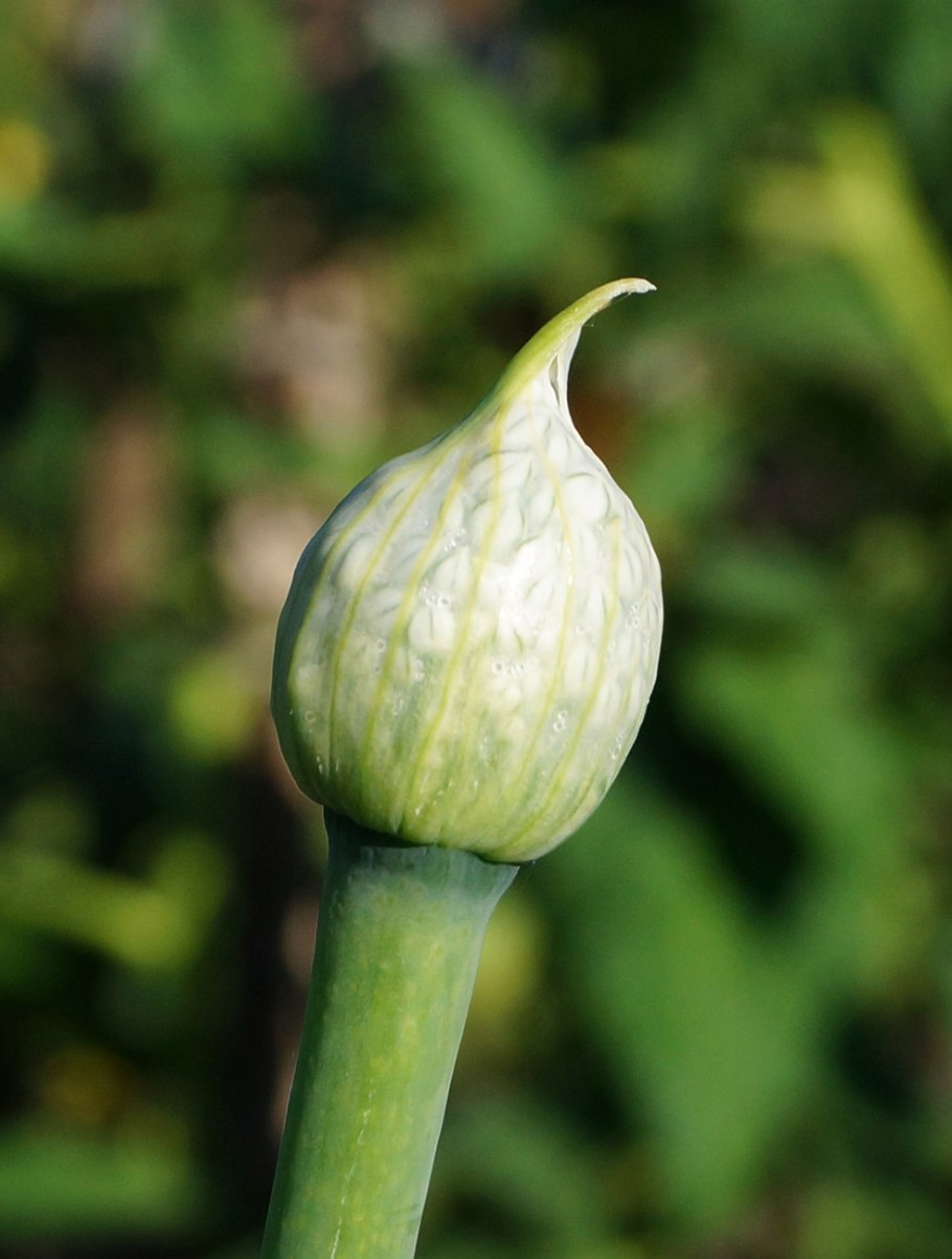 Чеснок Allium sativum