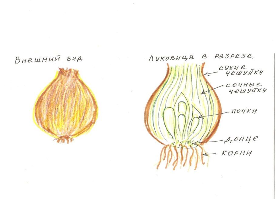 Лук победный Allium victorialis l.
