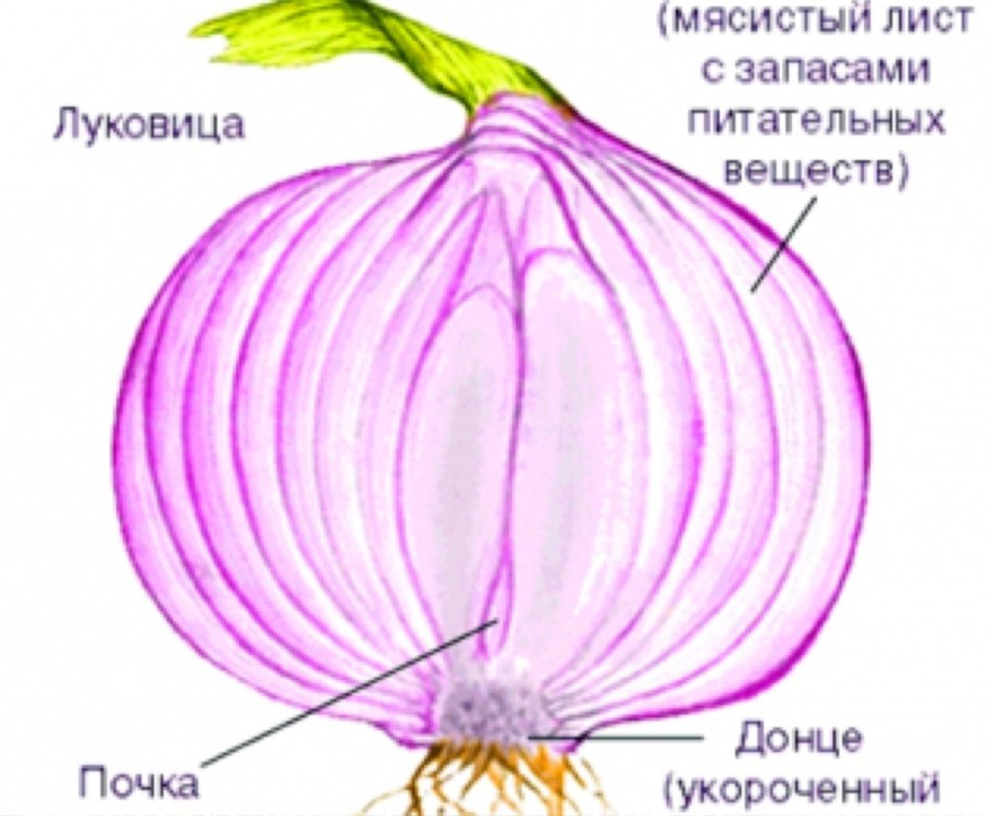 Лук репчатый Allium Cepa l.