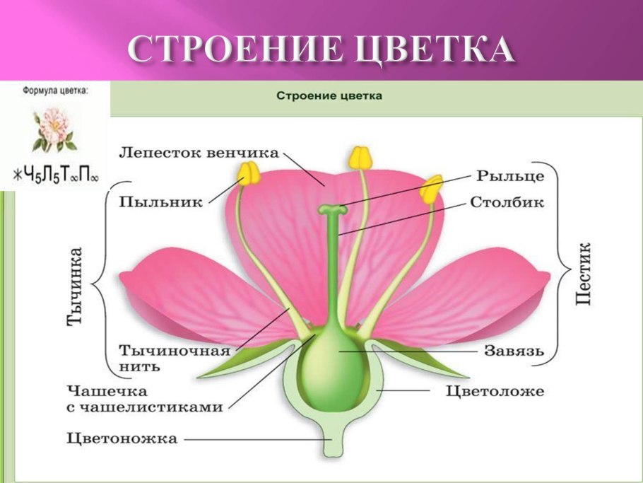 Крокус Ботанический sativus