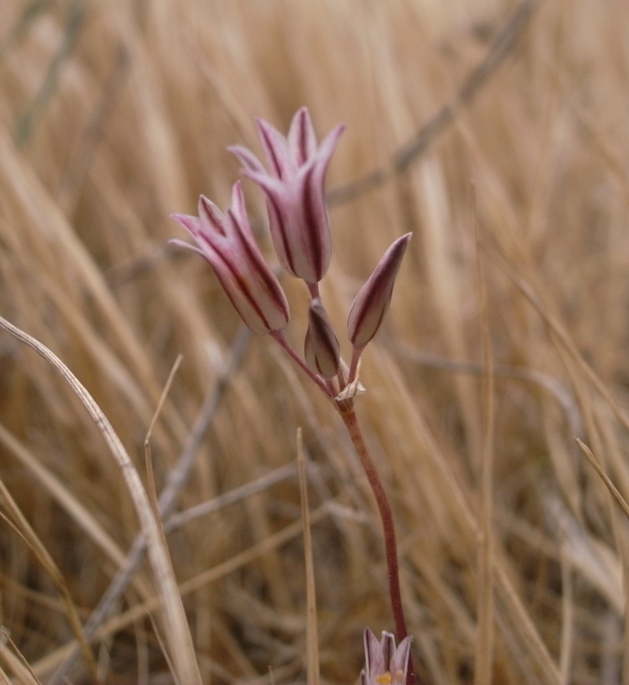 Лук огородный Allium oleraceum
