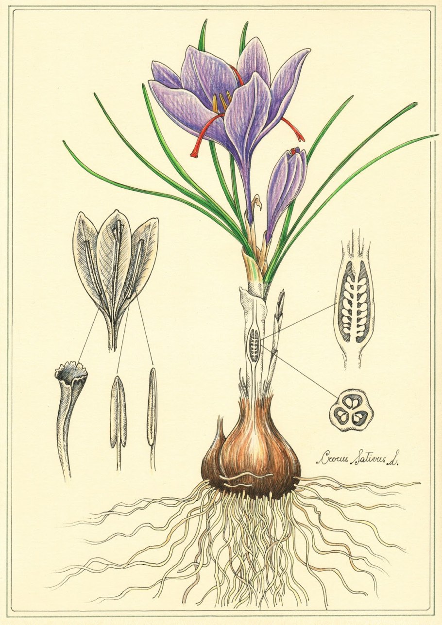 Чеснок посевной Allium sativum l.