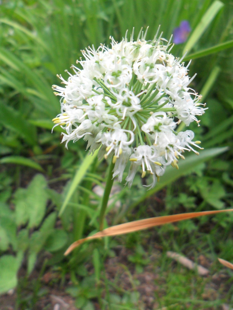 Allium sativum Ботанический рисунок