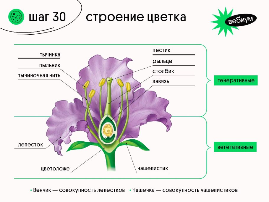 Сложная луковица чеснока строение