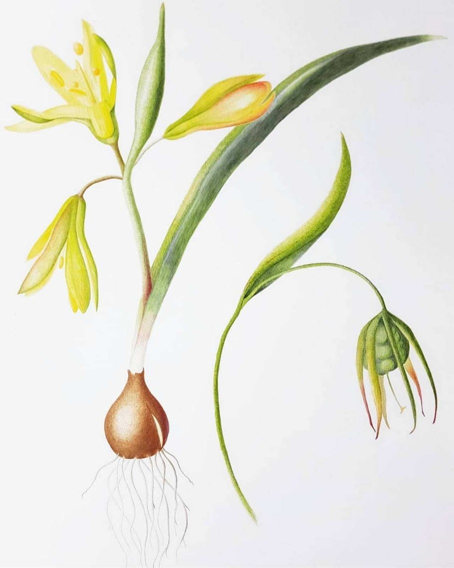 Allium Cepa — репчатый лук