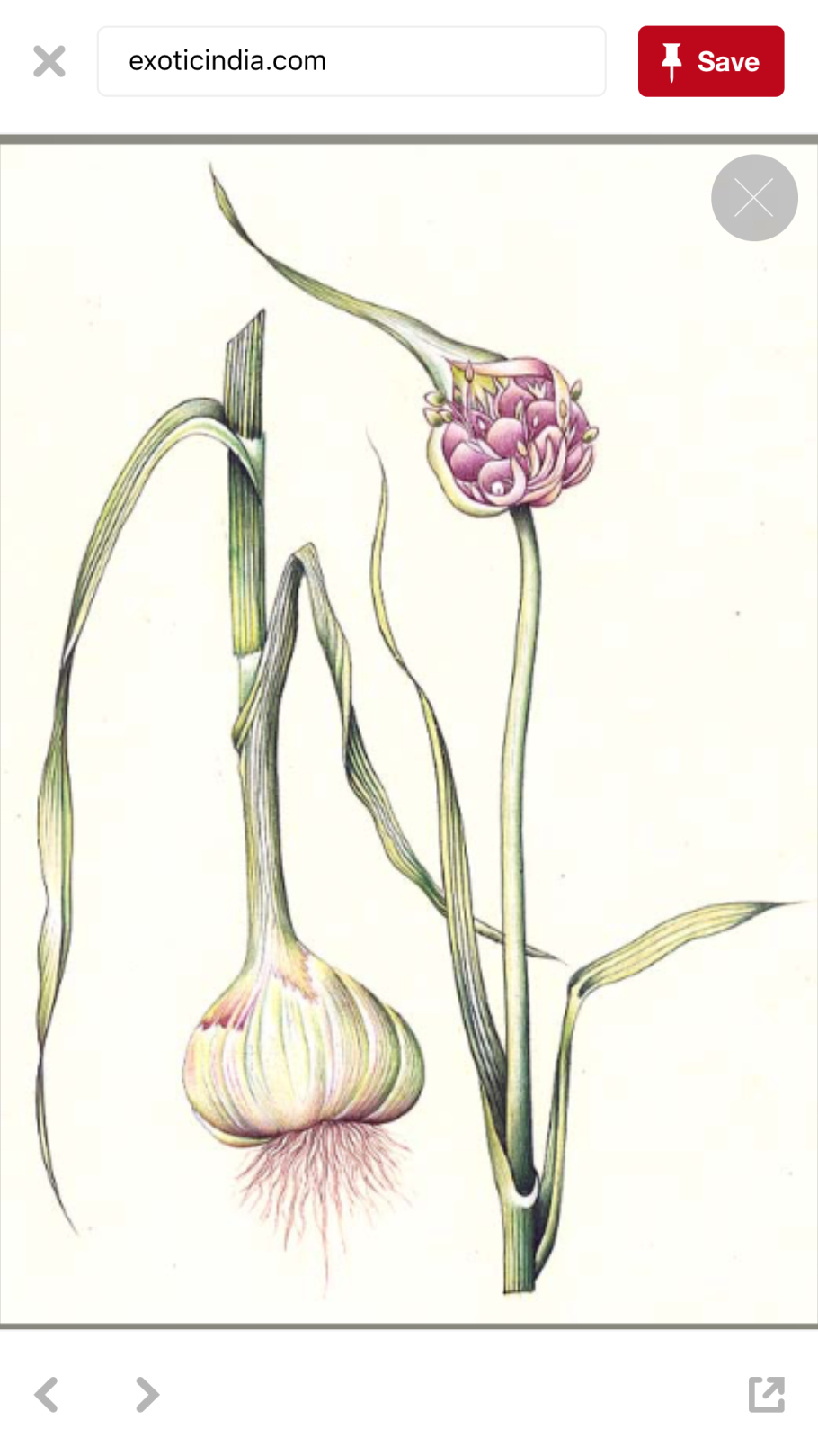 Allium shelkovnikovii