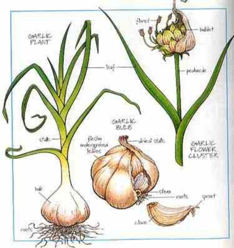 Гусиный лук желтый Gagea lutea(l) ker Gawl