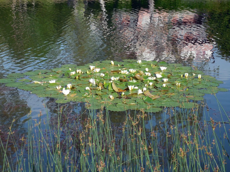 Водная роза растение