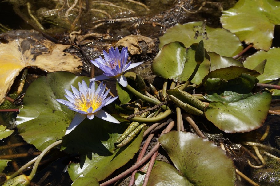 Nymphaea caerulea